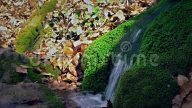 泉水从苔藓的岩石中流出来。 小泉源周围有岩石和树叶。 柔和的焦点。 绿色清新